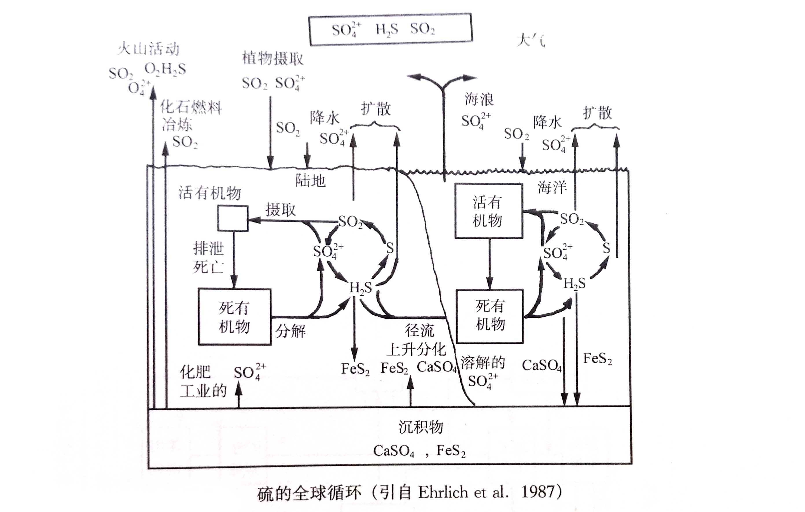 硫循�?.jpg