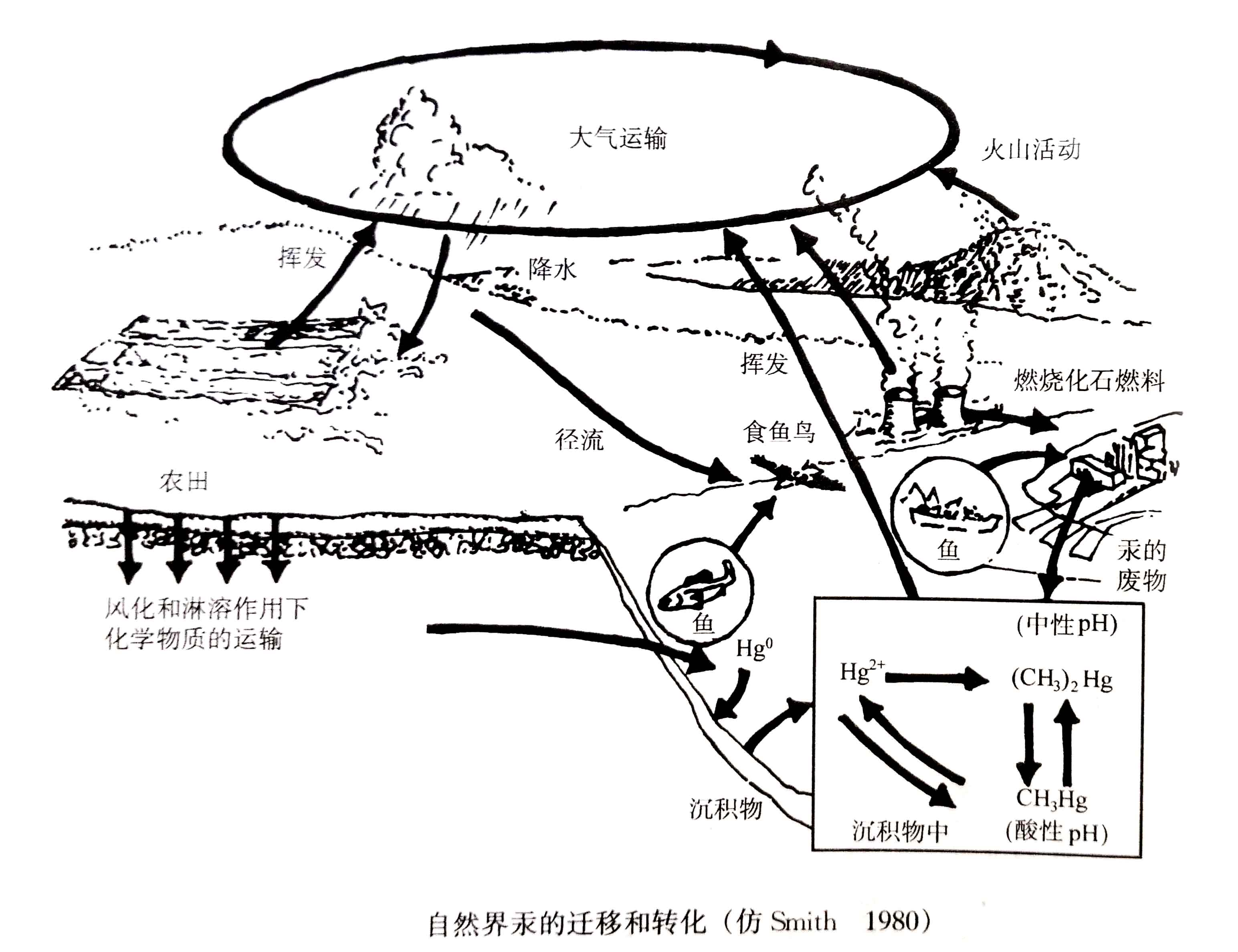 生态系统的物质循环——有毒物质的迁移和转化